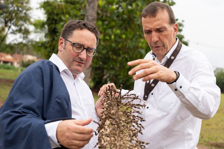 Vor dem Besuch beim Fraunhofer Institut für Verfahrenstechnik und Verpackung (IVV) und dem Instituto de Tecnologia de Alimentos (ITAL)  informierte sich die Delegation über das Potenzial der weit verbreiteten Macauba-Palme für die Kreislaufwirtschaft. Das Bild zeigt Bayerns Wirtschaftsstaatssekretär Tobias Gotthardt (links) und den stellvertretenden IVV-Direktor Prof. Dr.-Ing. Peter Eisner. Foto: StMWi/Bastian Brummer