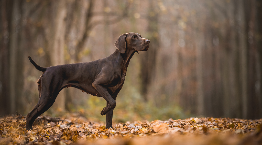 Jagdhund