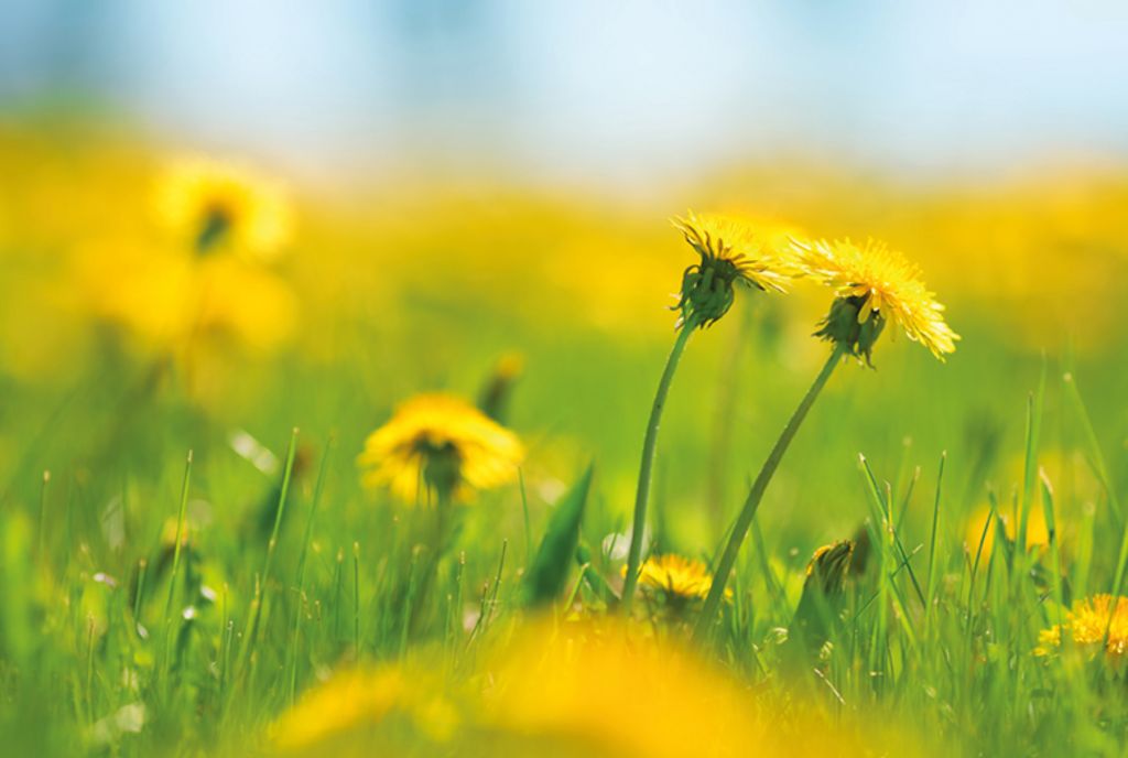 Reifen aus Löwenzahn.