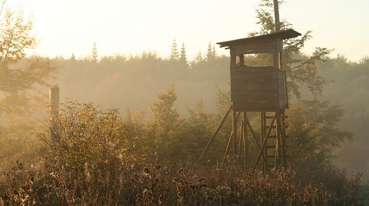 Ein Hochstand im Wald. 
