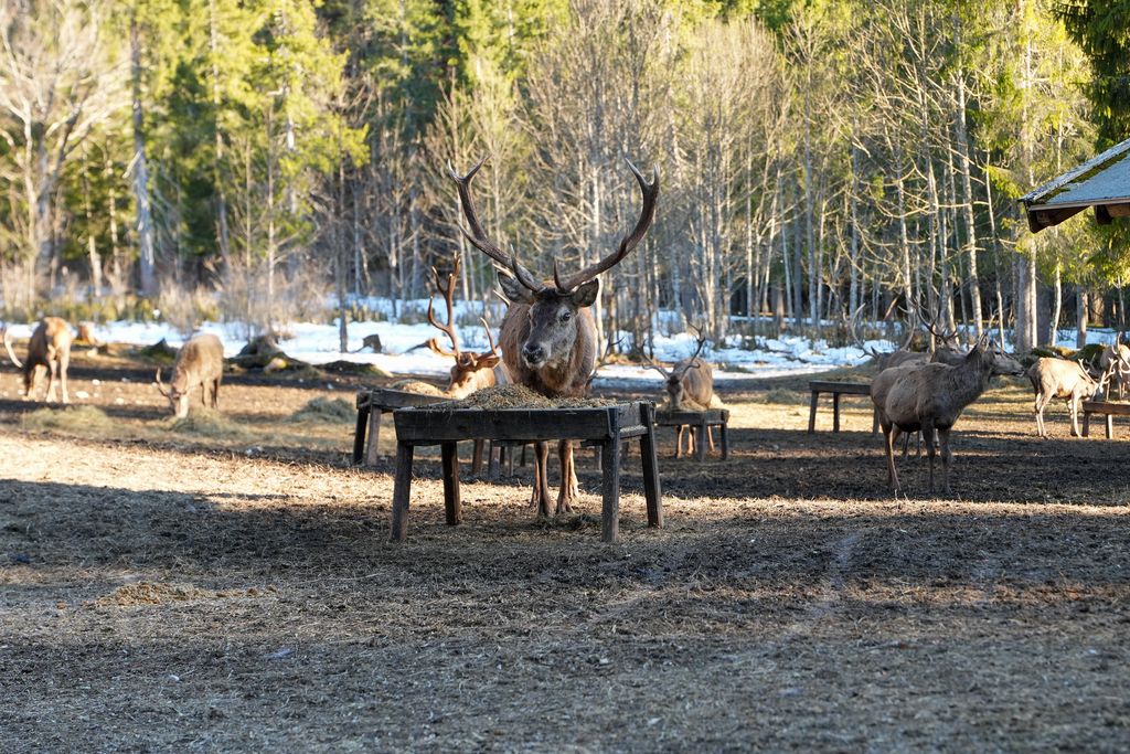 Der Forstbetrieb Bad Tölz der BaySF betreibt insgesamt 17 Rotwildfütterungen und verfolgt damit ein flächig abgestimmtes Lenkungskonzept zur Reduzierung von Wildschäden. Foto: StMWi/K. Huber