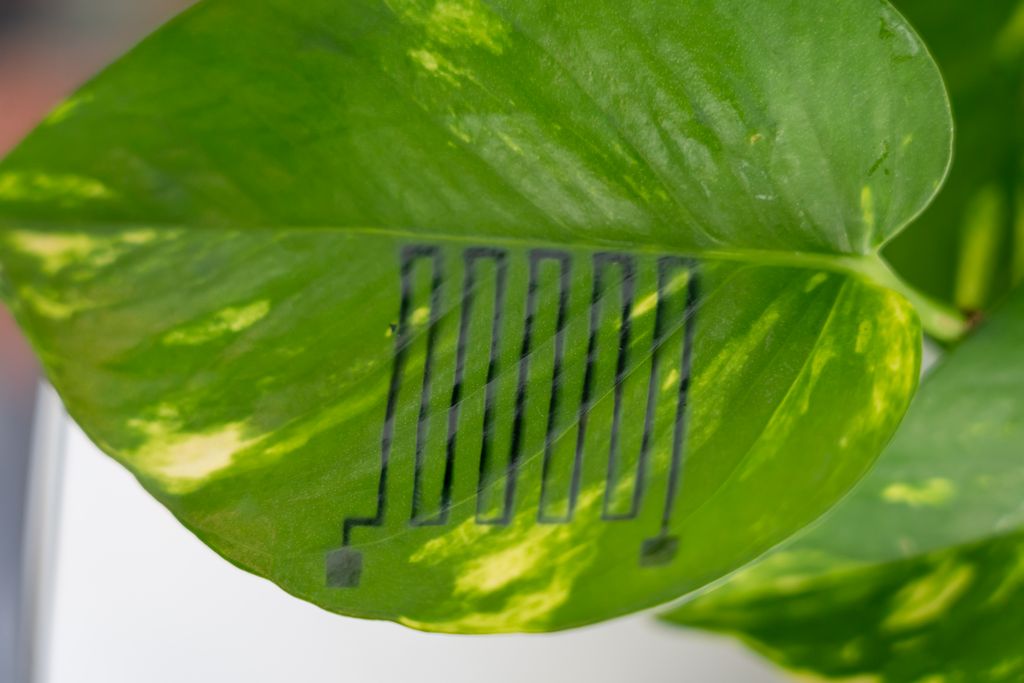 Mit Hilfe der Phänotypisierung sollen Veränderungen von Pflanzen kontrolliert werden. Mit dieser Sensortechnologie soll frühzeitig analysiert werden, wie Pflanzen auf Umwelteinflüsse reagieren. (Foto: StMWi / E. Neureuther)