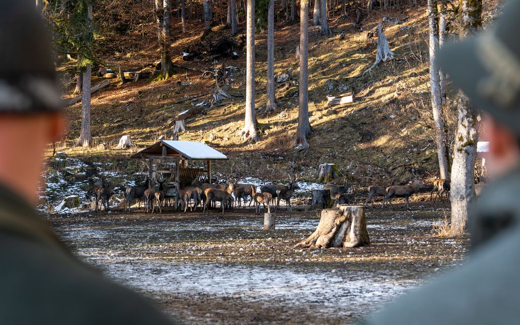 An der Rotwildfütterung "Sunken" nahe Griesen bei Garmisch-Partenkirchen haben Jagdminister Aiwanger und weitere Interessierte Rotwild beobachtet. Foto: StMWi/E. Neureuther