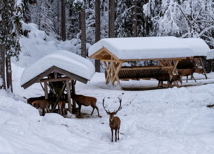 Schaufütterung am Wintergatter Spitzing
Foto: StMWi/ E. Neureuther