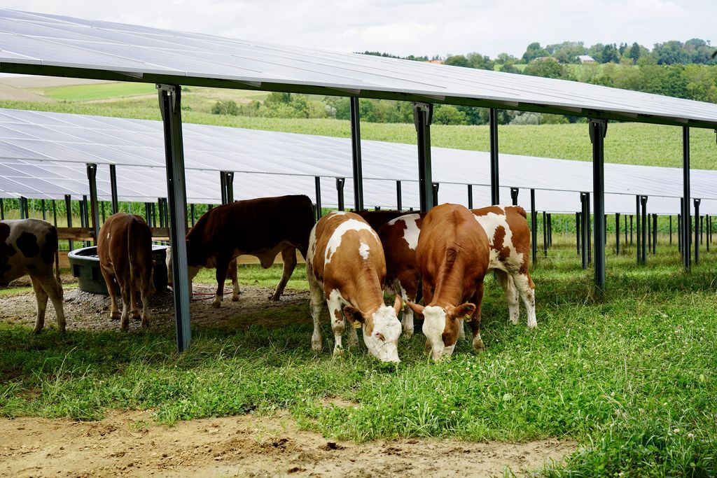 Weidende Jungrinder unter den Photovoltaikmodulen. Foto: StMWi