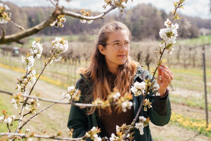 Echte Handarbeit: Annika Killer zählt Ende April Blüten und Knospen. Ihre Zahlen werden später mit denen der Drohne verglichen.