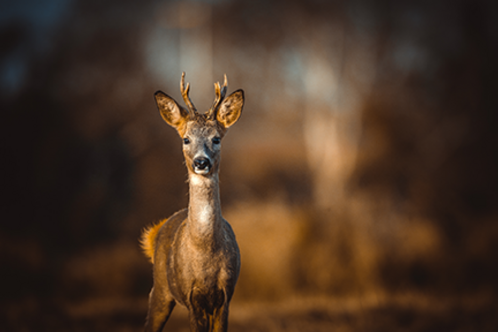 Junger Rehbock auf einer Lichtung als Motiv für wichtige Jagdformulare und Anträge der bayerischen Jagdbehörde