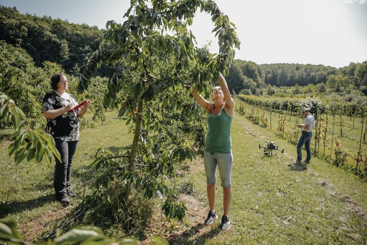 Zweieinhalb Monate später: Die Obstexpertinnen zählen von Hand – auch, um die Ergebnisse von Drohne und KI zu kontrollieren.